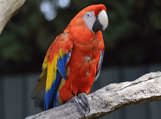 Macaw female with DNA