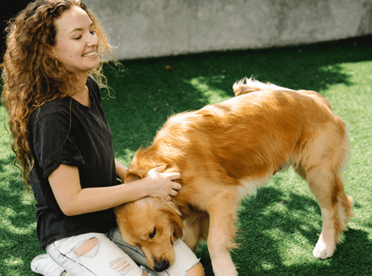 Golden Retriever puppy