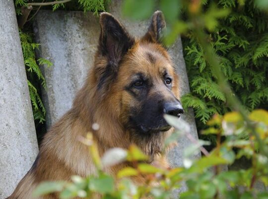 German Shepherd Female